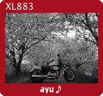 ayu